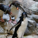 Image for article titled Today in penguins: Some penguins descend a flight of stairs